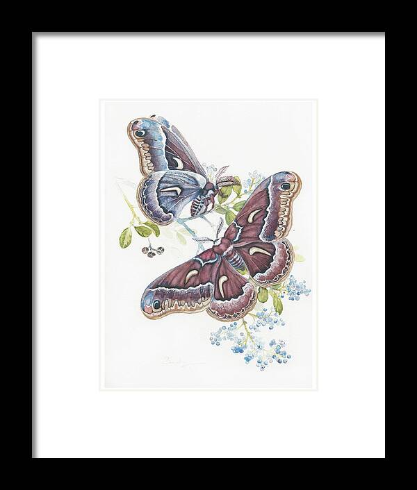 Silk Moth - Framed Print