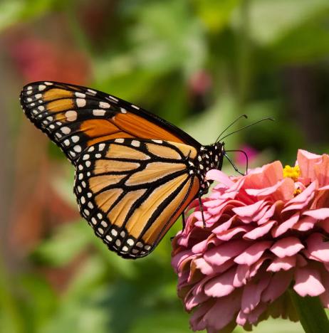MALIBU MONARCH PROJECT