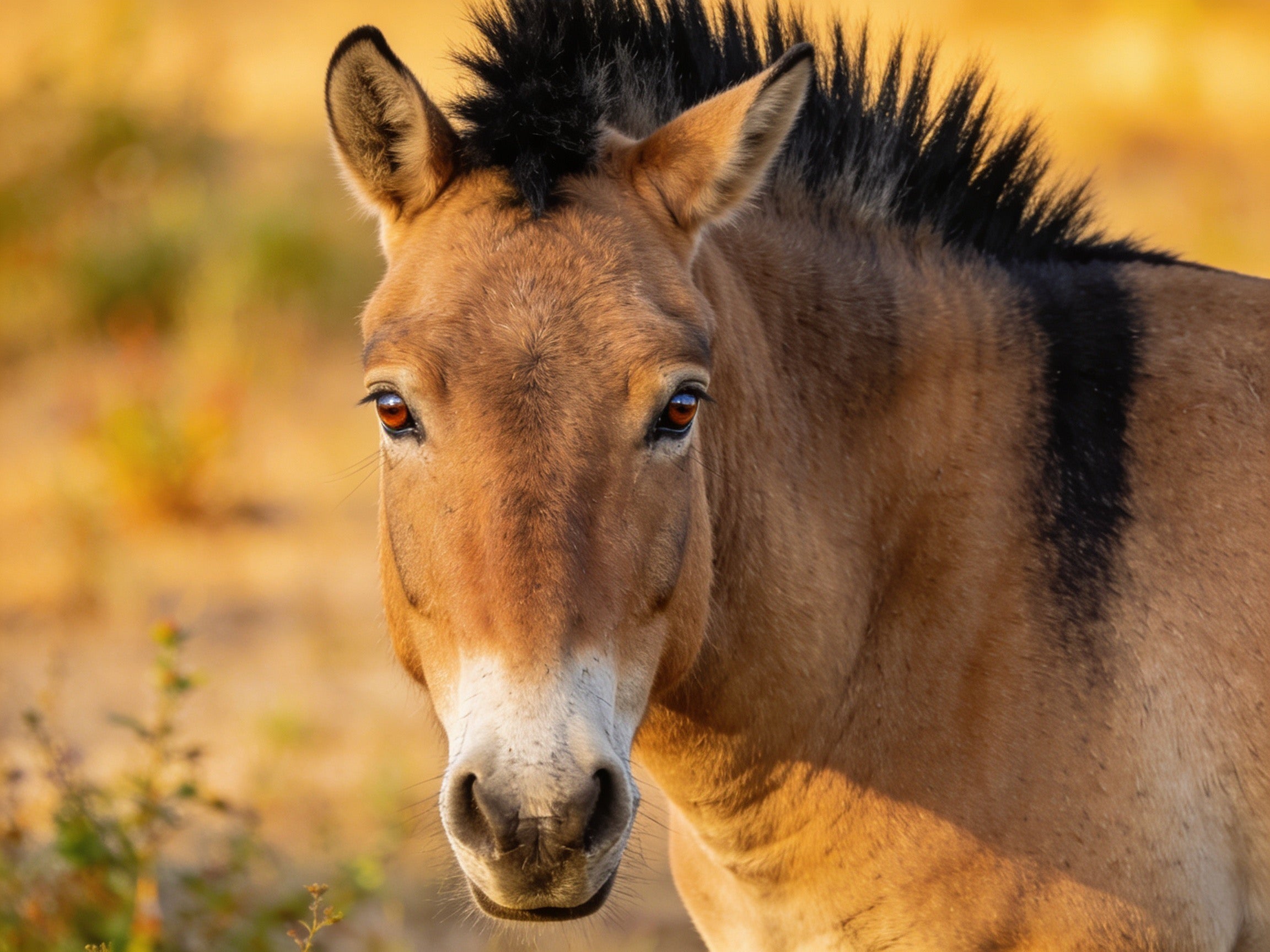 HORSE