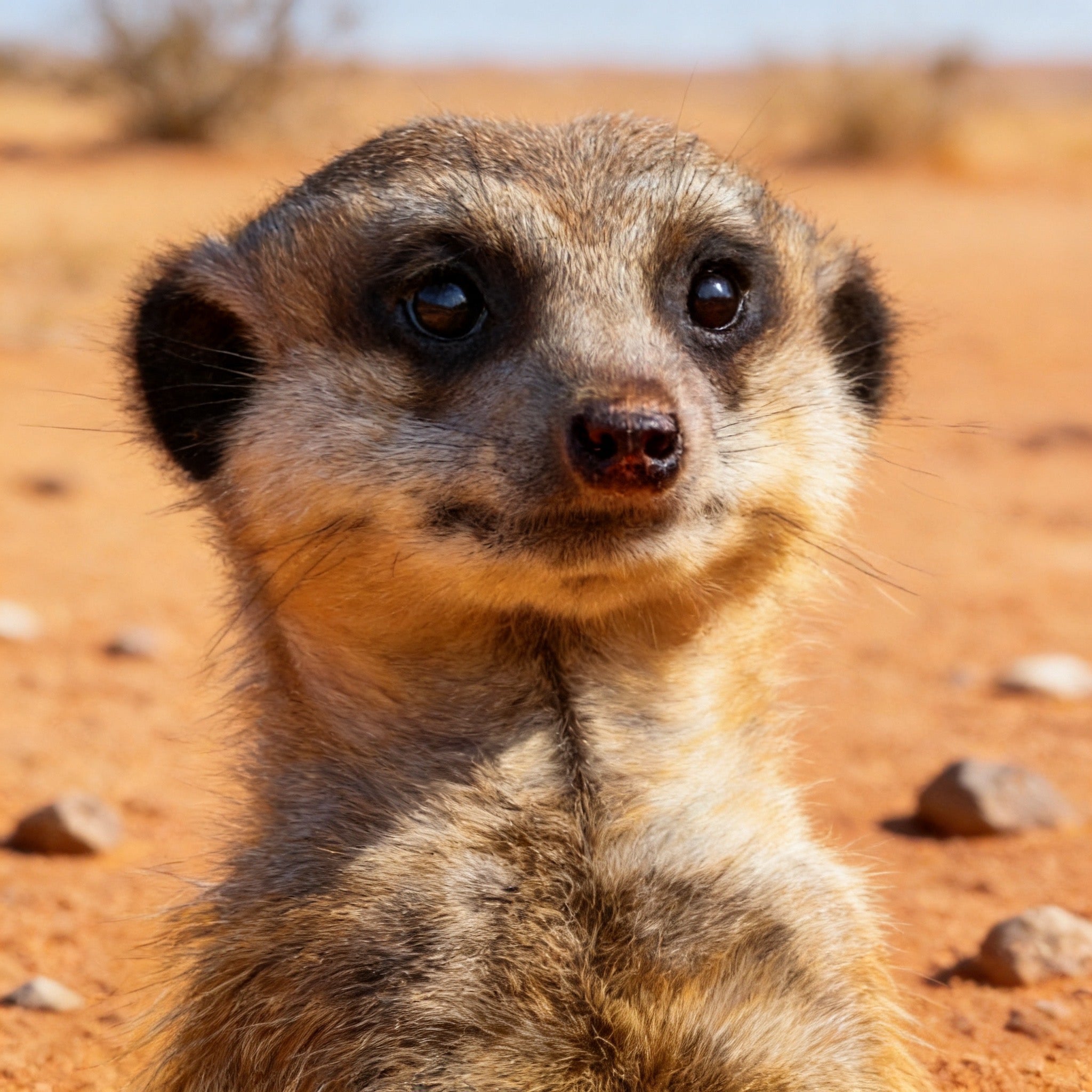 MEERKAT