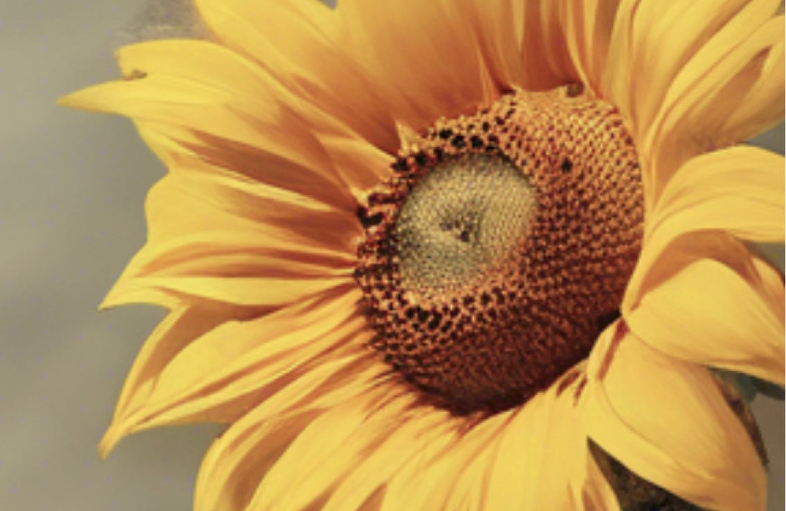 OUR NONPROFIT VISION