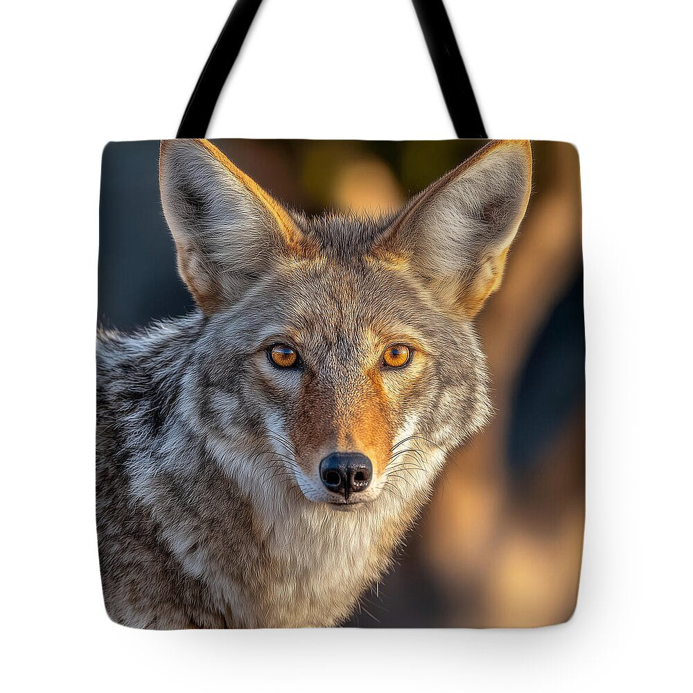 Alert Coyote Staring Forward - Tote Bag