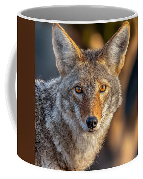 Alert Coyote Staring Forward - Mug