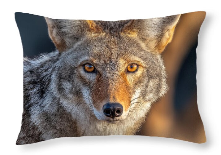 Alert Coyote Staring Forward - Throw Pillow