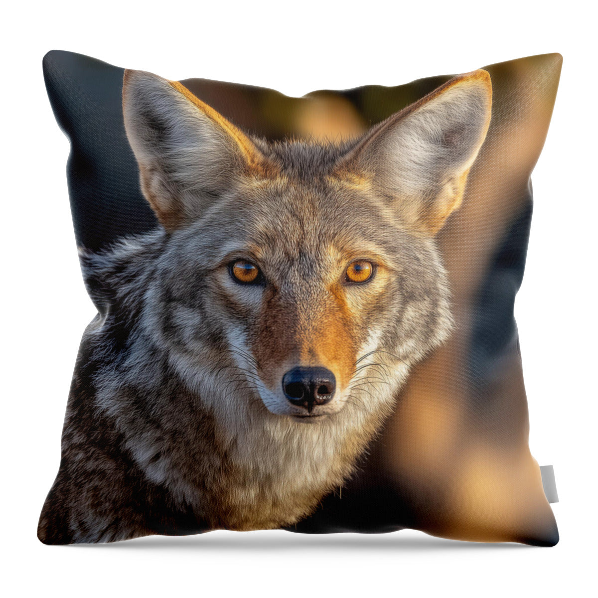 Alert Coyote Staring Forward - Throw Pillow