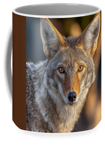Alert Coyote Staring Forward - Mug