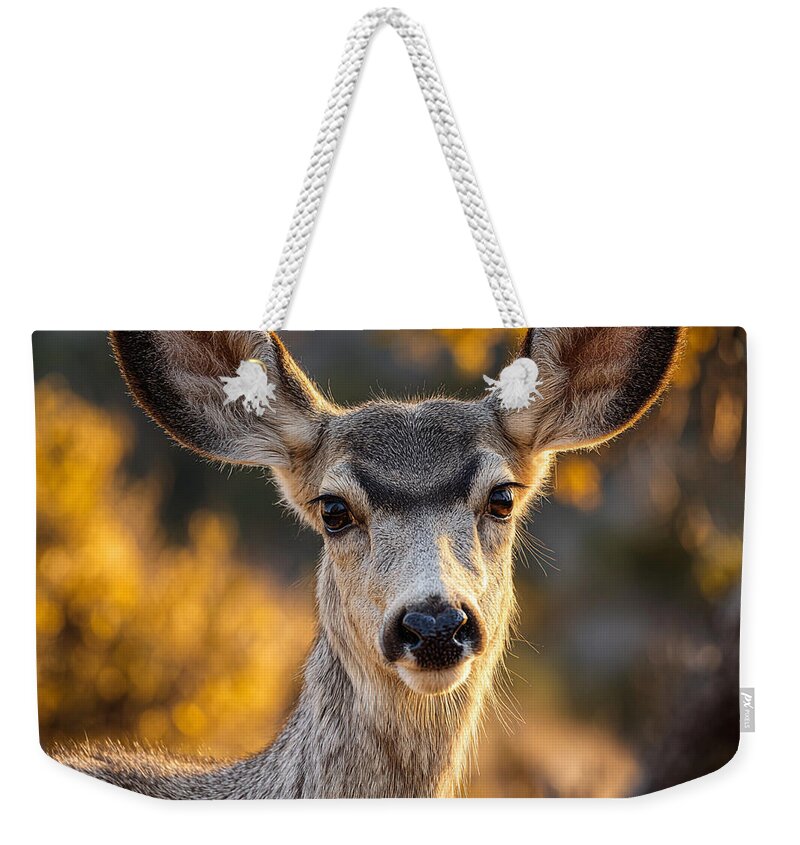 Curious Deer in Autumn Light - Weekender Tote Bag