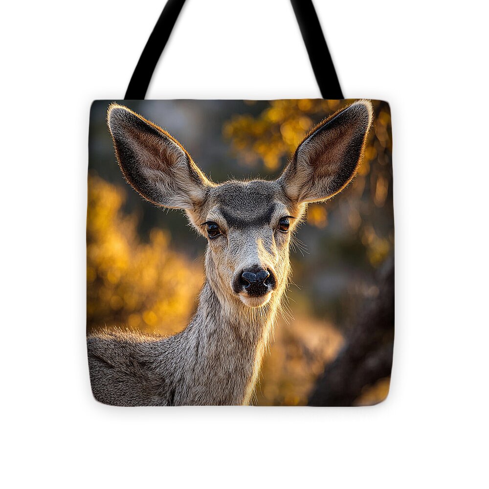 Curious Deer in Autumn Light - Tote Bag