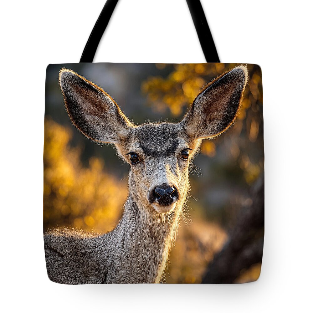 Curious Deer in Autumn Light - Tote Bag