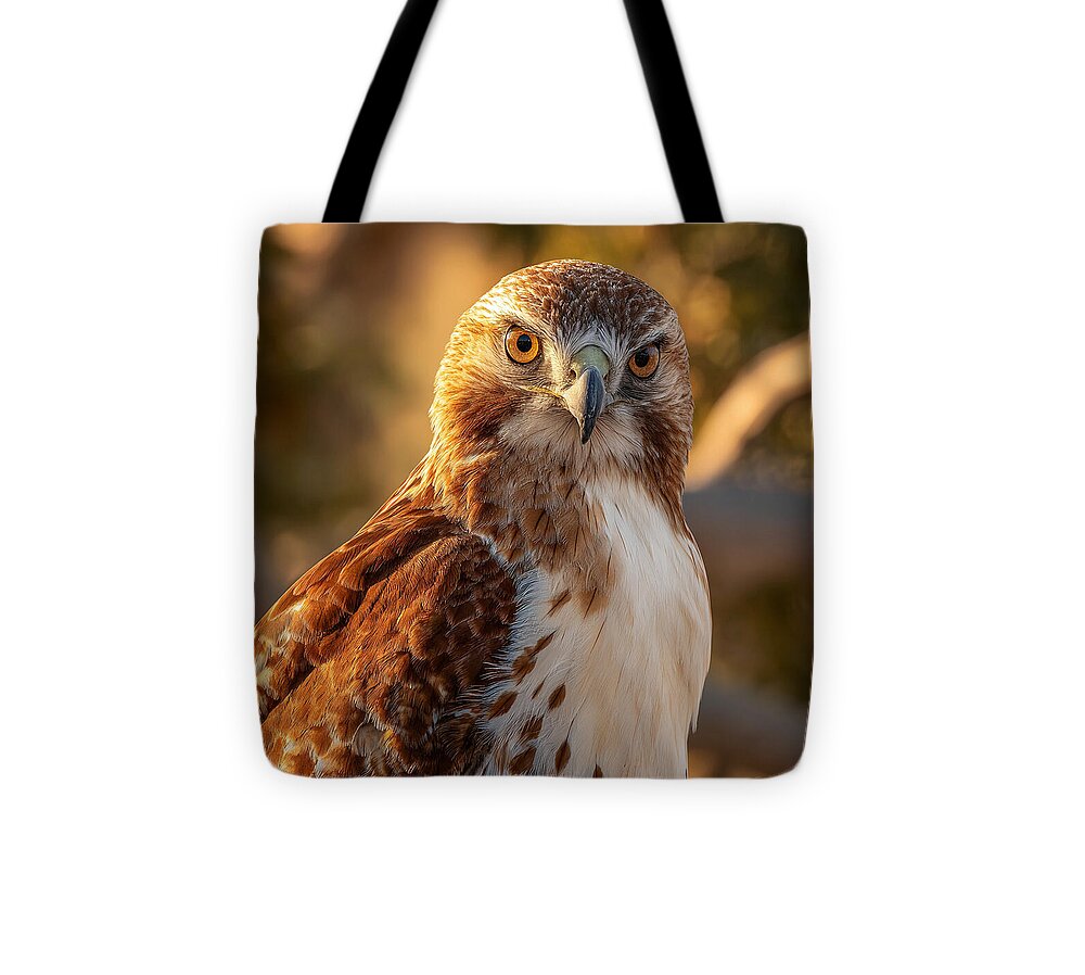 Majestic Hawk in Golden Light - Tote Bag