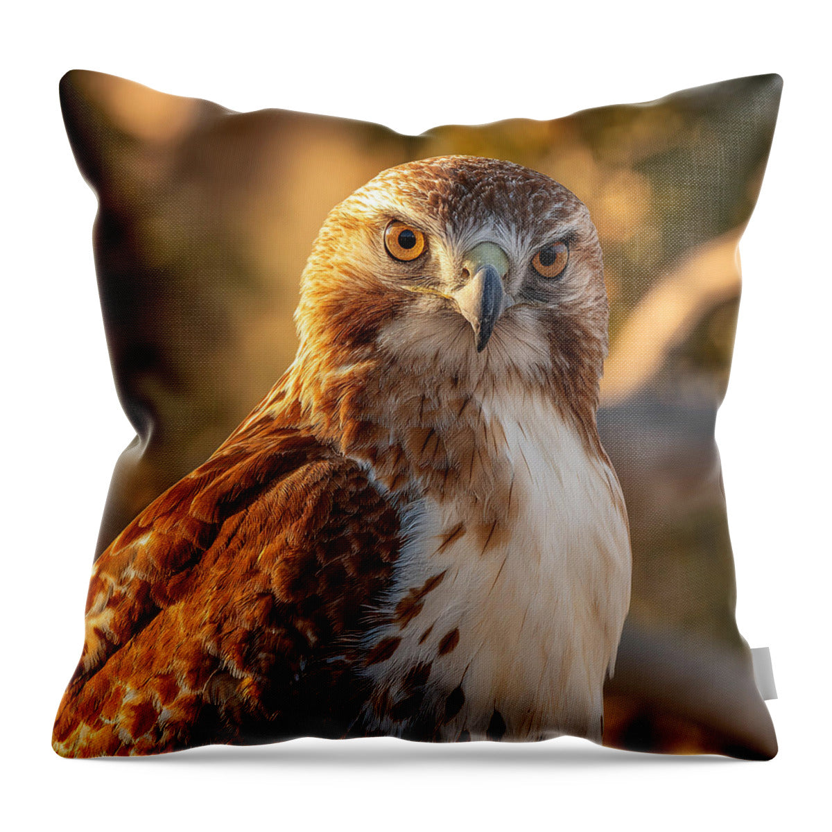 Majestic Hawk in Golden Light - Throw Pillow