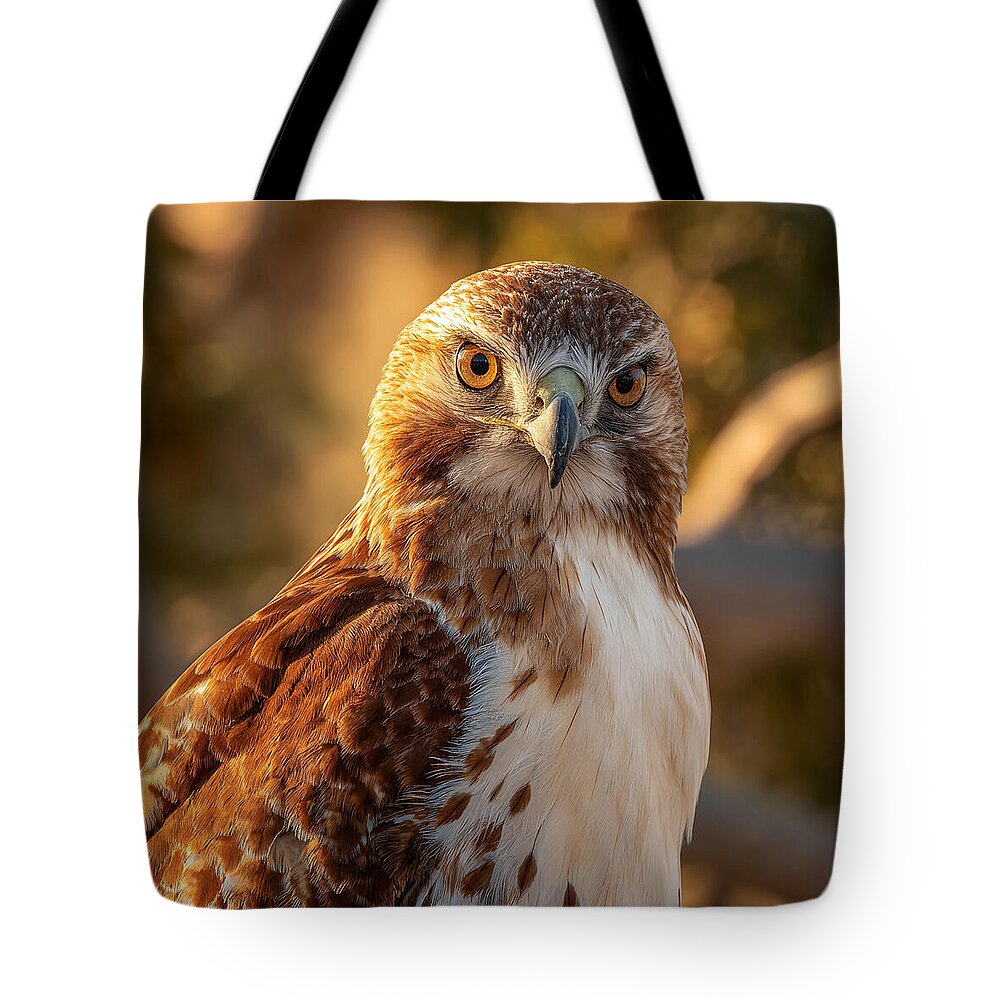 Majestic Hawk in Golden Light - Tote Bag