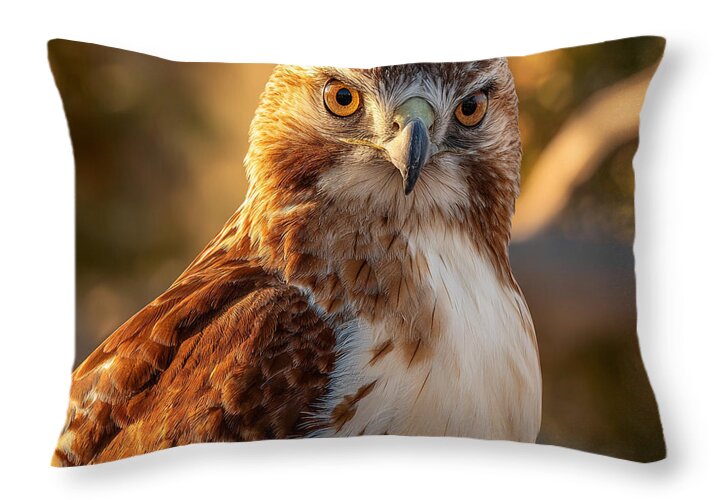 Majestic Hawk in Golden Light - Throw Pillow
