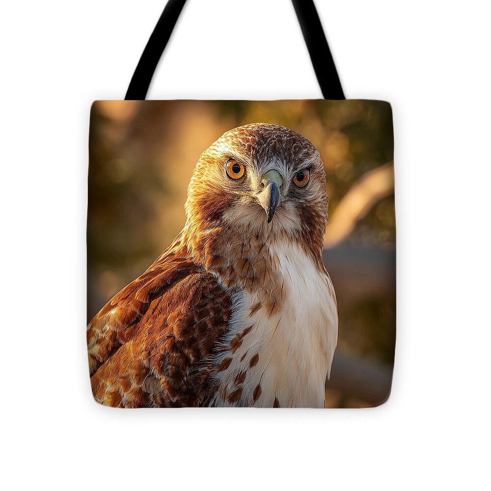Majestic Hawk in Golden Light - Tote Bag
