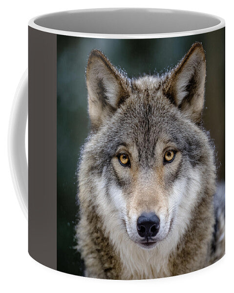 Majestic Wolf Portrait - Mug