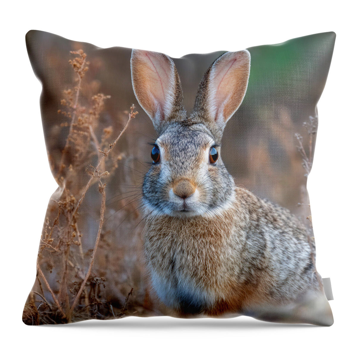 Rabbit in a Field - Throw Pillow