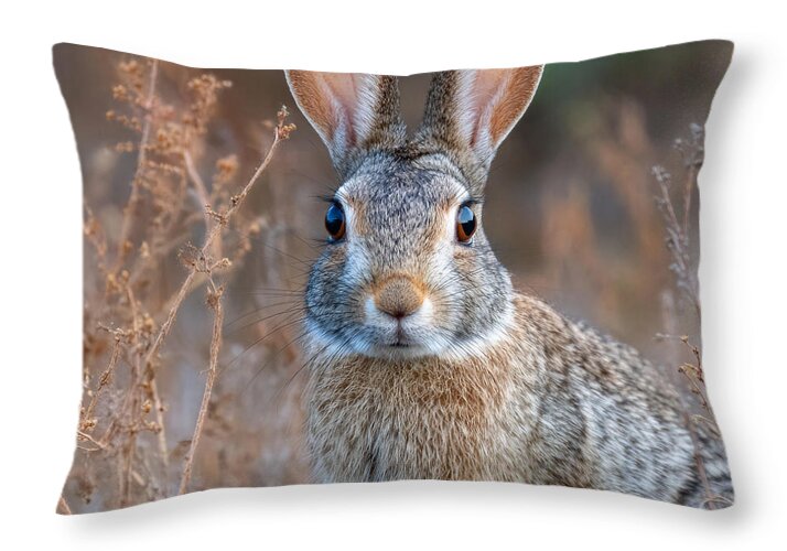 Rabbit in a Field - Throw Pillow