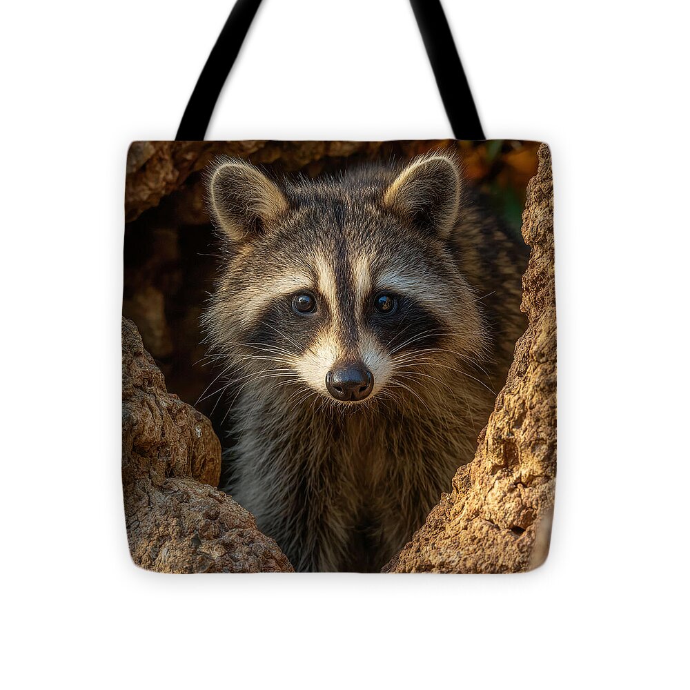 Raccoon Peeking Through Tree Trunk - Tote Bag