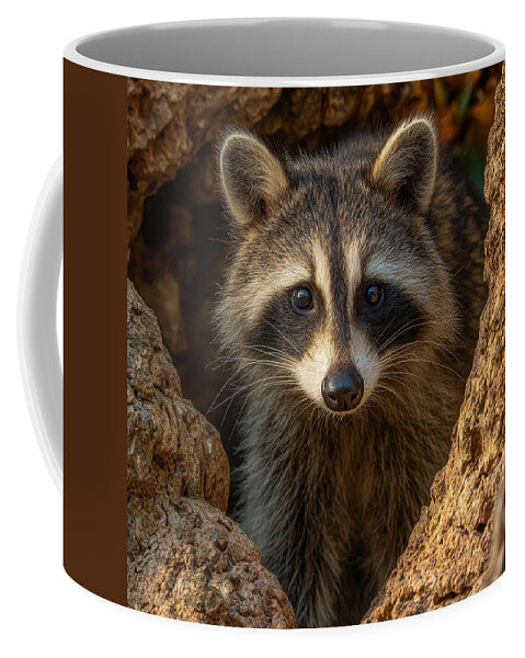 Raccoon Peeking Through Tree Trunk - Mug