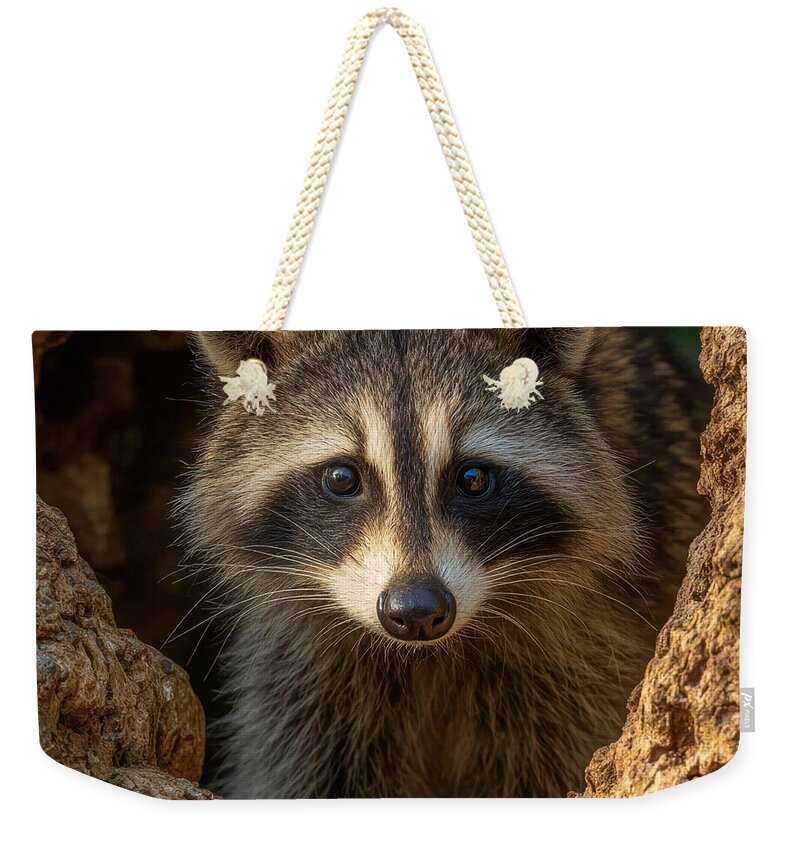 Raccoon Peeking Through Tree Trunk - Weekender Tote Bag