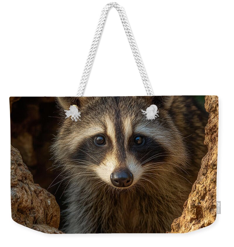 Raccoon Peeking Through Tree Trunk - Weekender Tote Bag