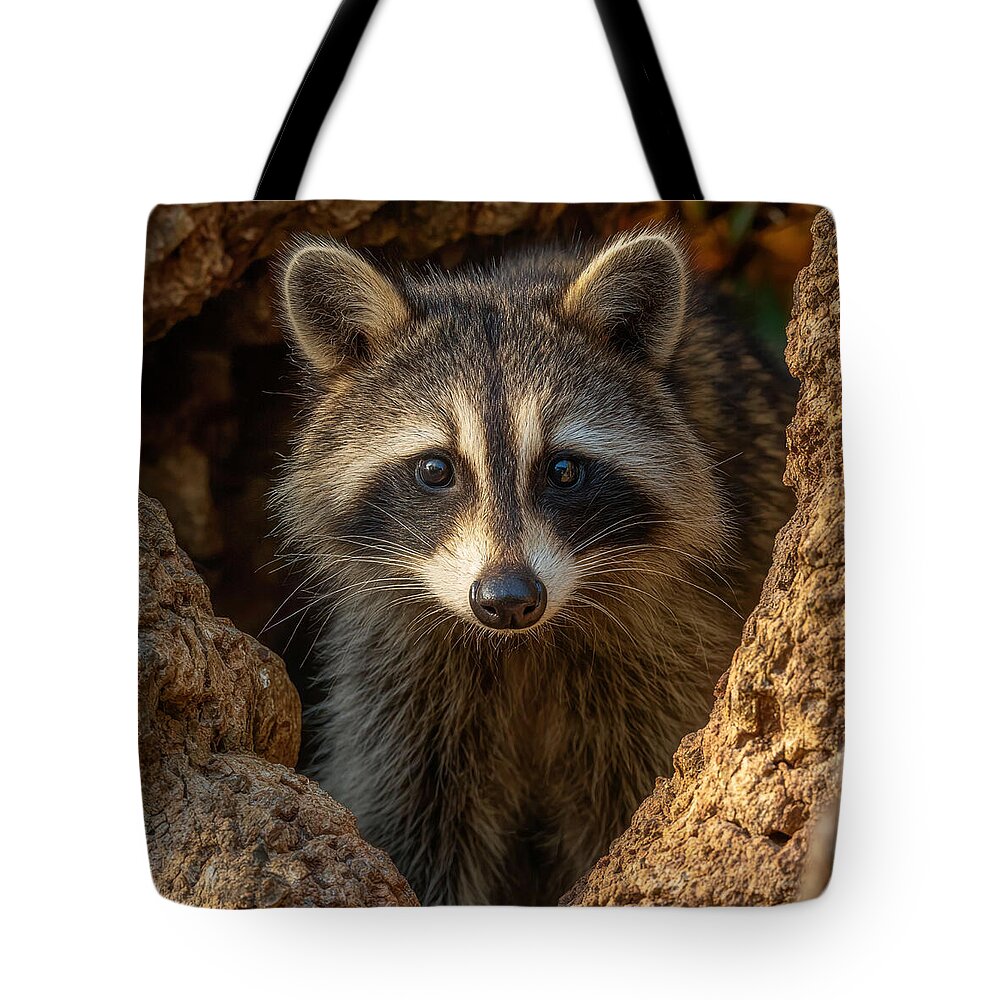 Raccoon Peeking Through Tree Trunk - Tote Bag