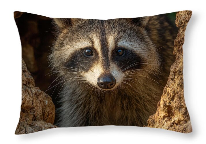 Raccoon Peeking Through Tree Trunk - Throw Pillow