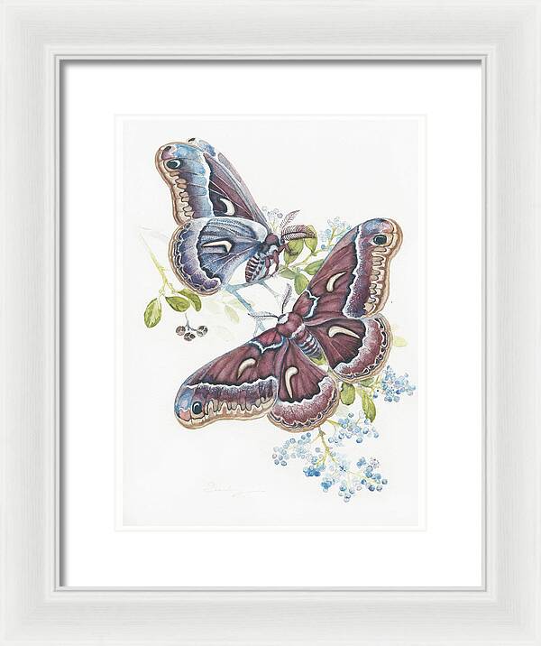 Silk Moth - Framed Print