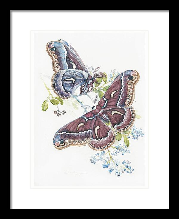 Silk Moth - Framed Print