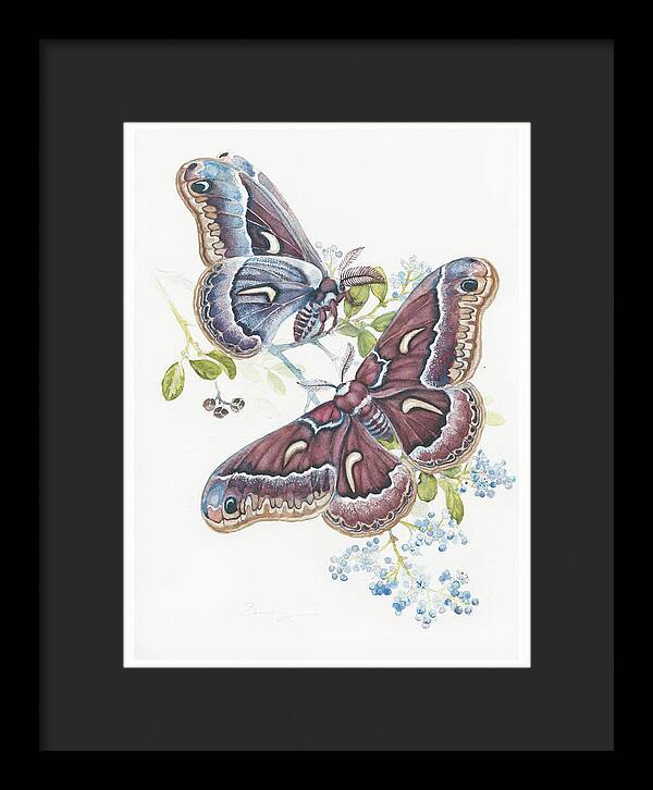 Silk Moth - Framed Print