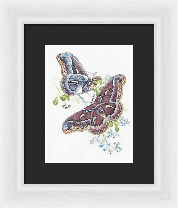 Silk Moth - Framed Print