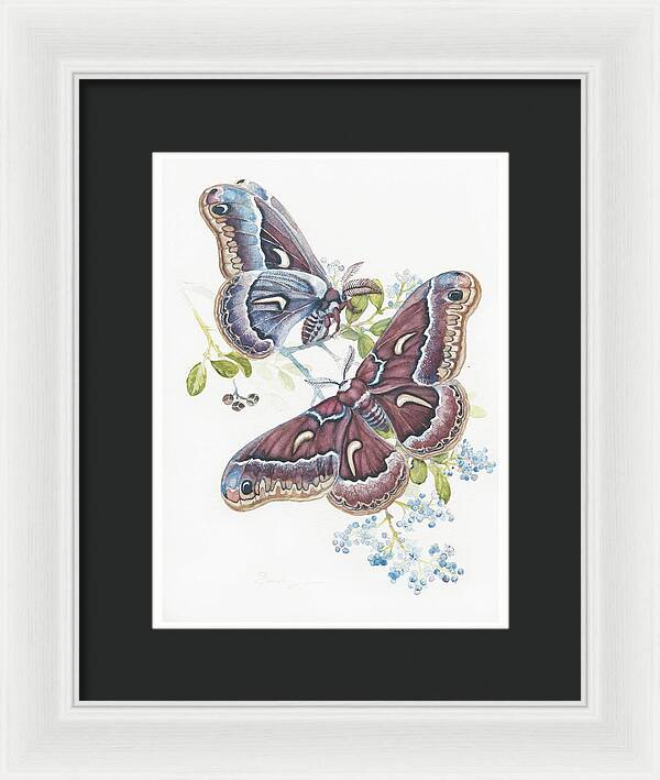 Silk Moth - Framed Print