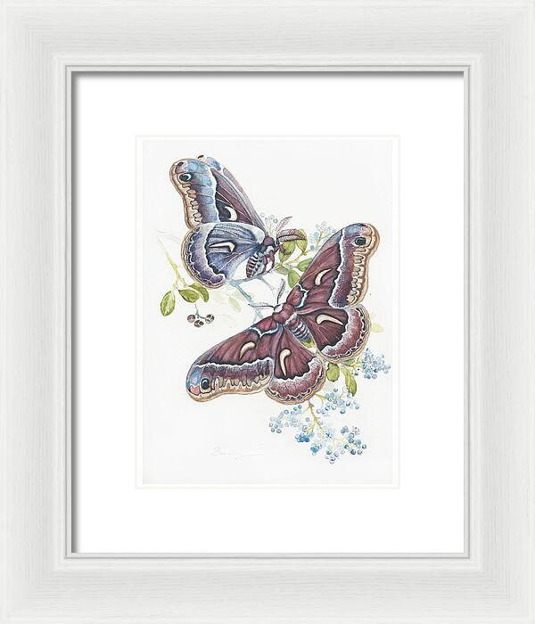 Silk Moth - Framed Print