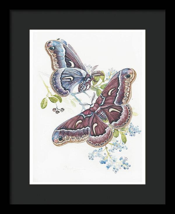 Silk Moth - Framed Print