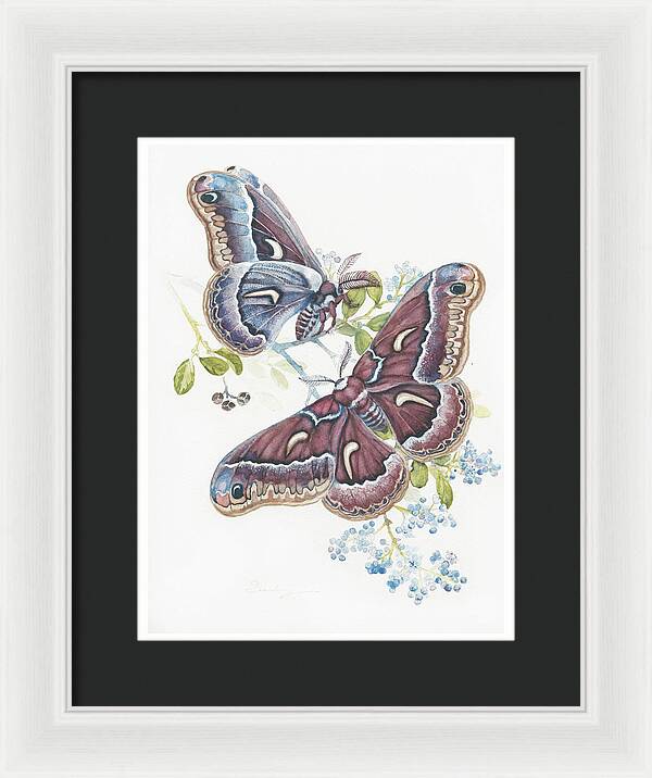 Silk Moth - Framed Print
