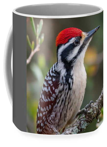 Vibrant Red-Capped Woodpecker - Mug