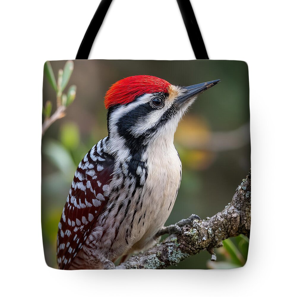 Vibrant Red-Capped Woodpecker - Tote Bag