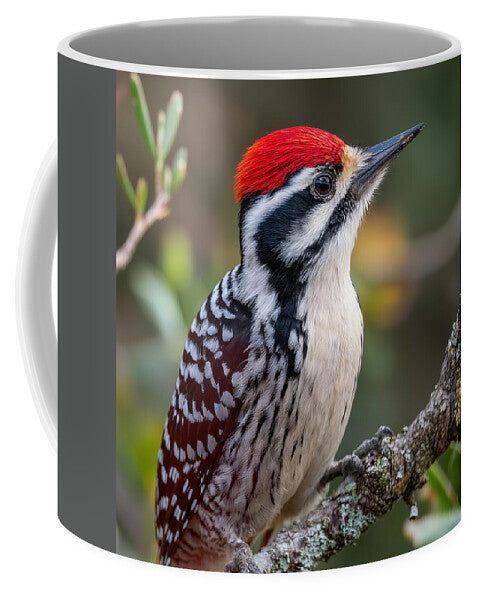 Vibrant Red-Capped Woodpecker - Mug