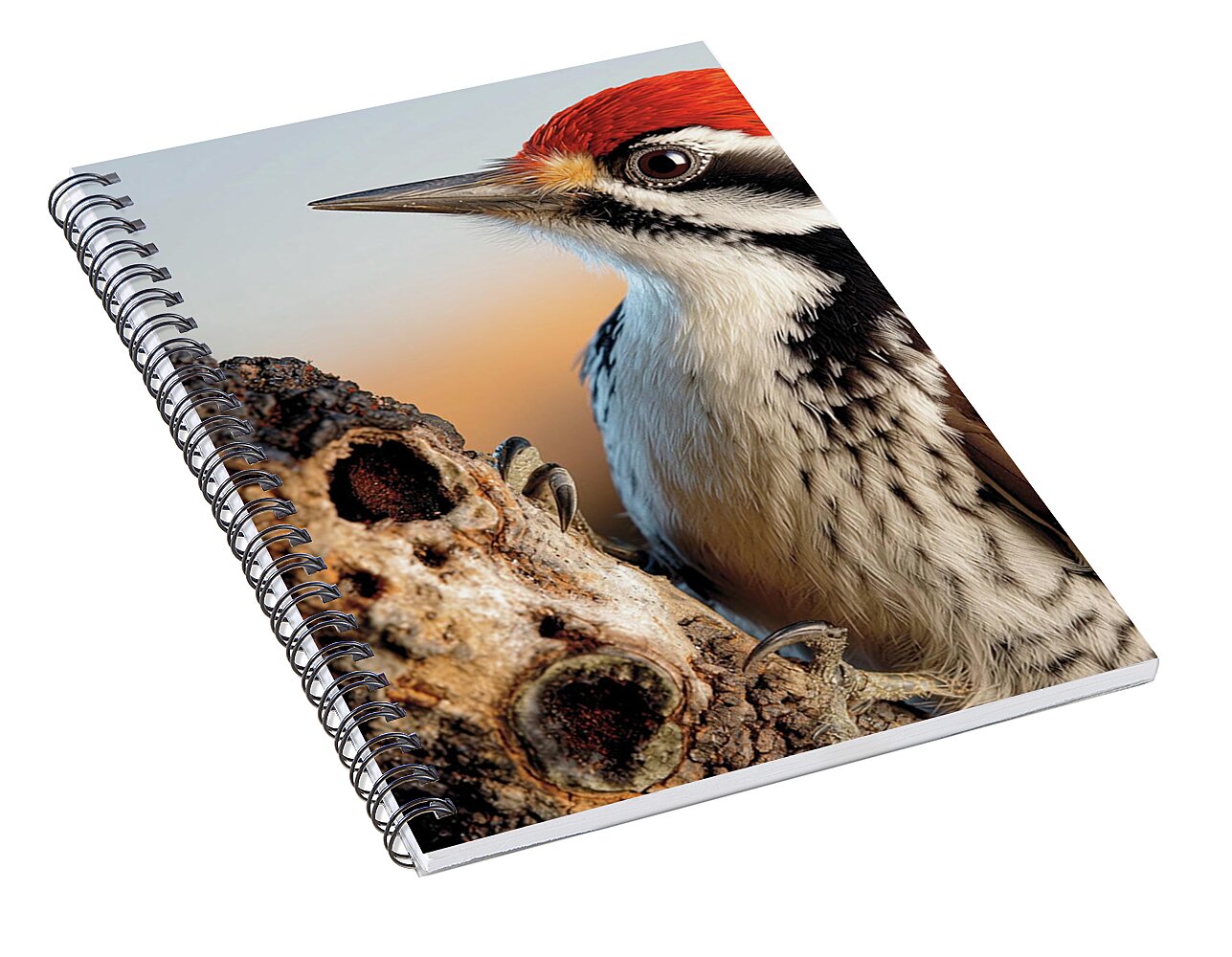 Woodpecker - Spiral Notebook